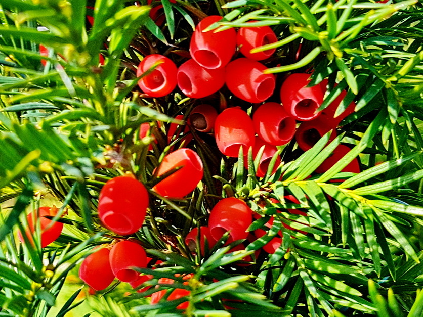 Gemeine Eibe - Taxus baccata Gemeine Eibe - Taxus baccata