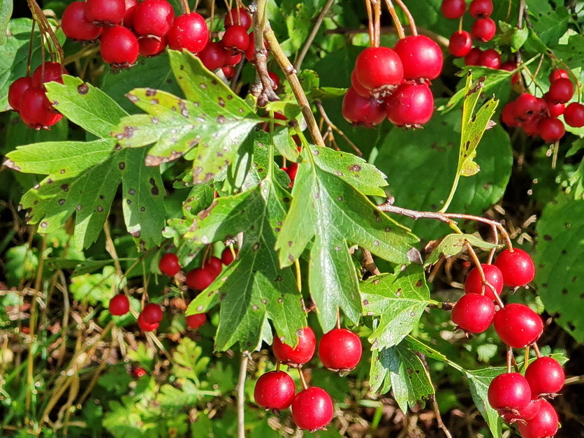 Eingriffliger Weißdorn - Crataegus monogyna Eingriffliger Weißdorn - Crataegus monogyna