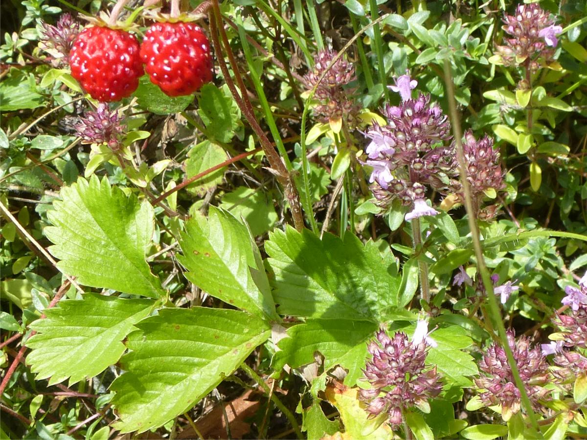 Walderdbeeren im Naschgarten Walderdbeeren im Naschgarten