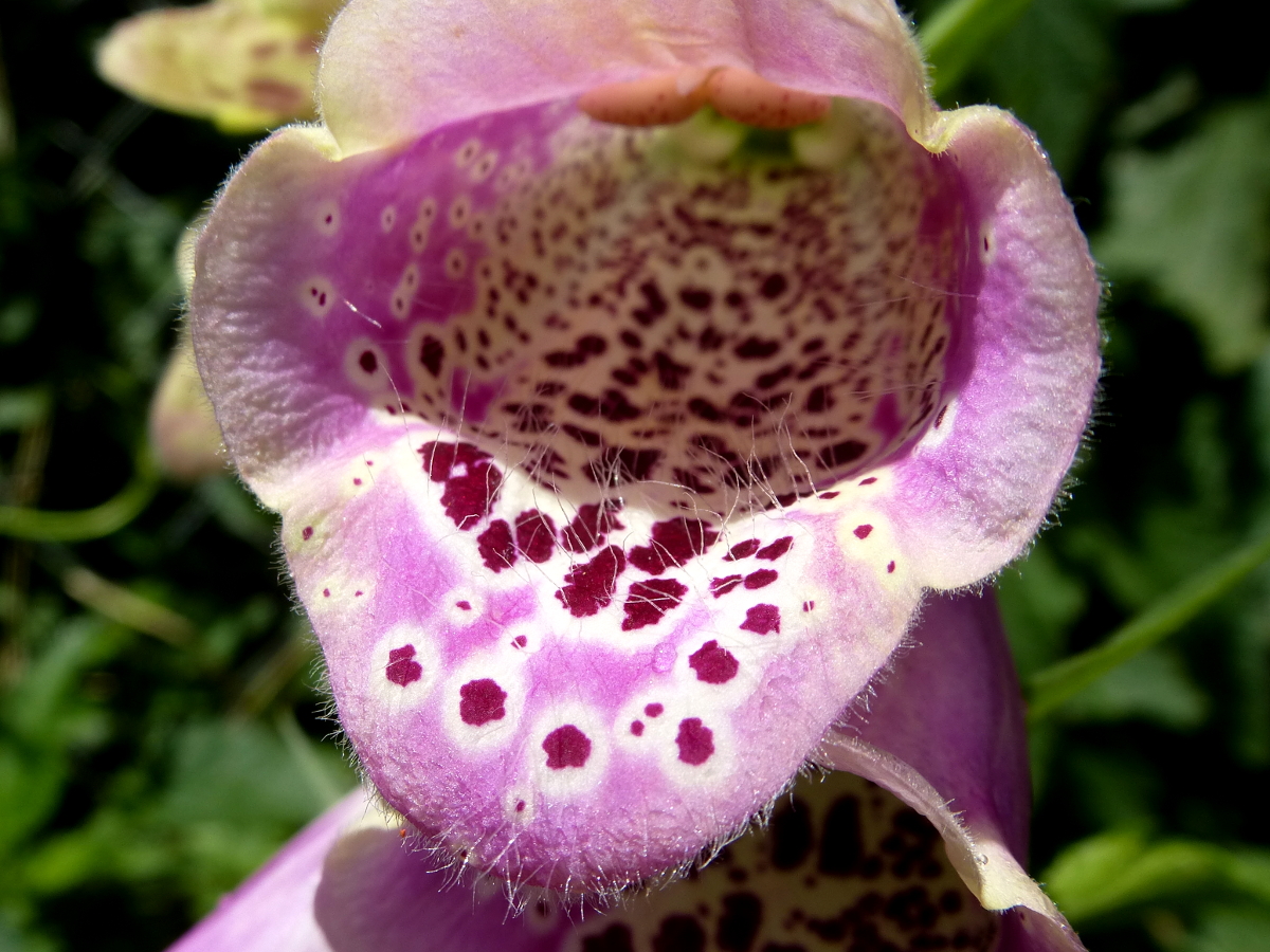 Alter Staudenschatz aus unserem Garten - Fingerhut Alter Staudenschatz aus unserem Garten - Fingerhut