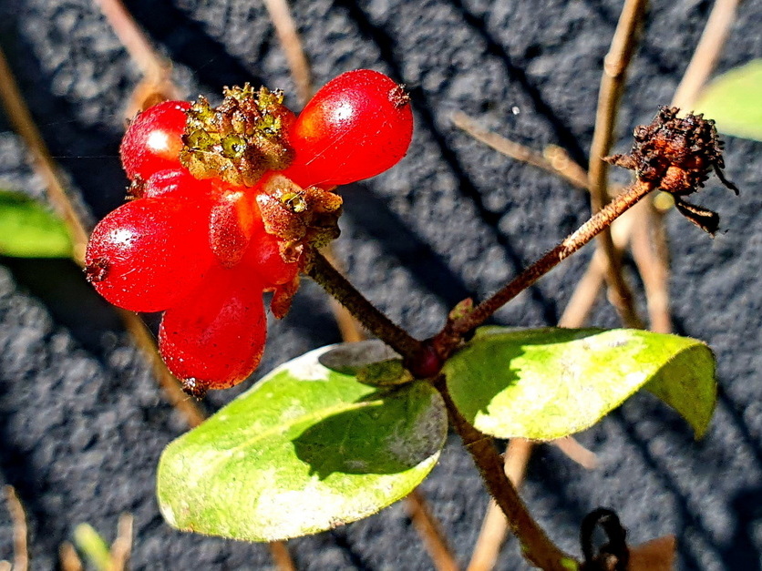 Waldgeißblatt - Lonicera periclymenum Waldgeißblatt - Lonicera periclymenum