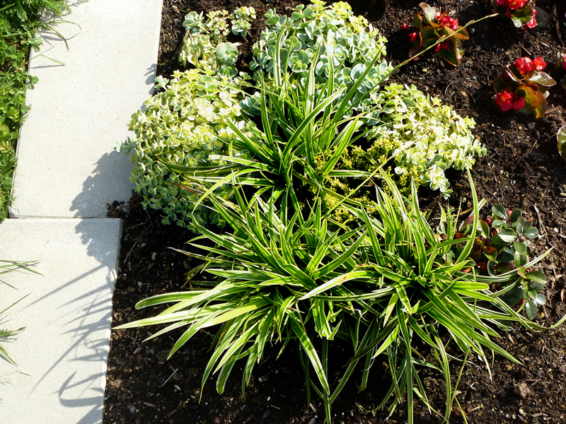 Temporäre Bepflanzugn mit Sommerblumen
