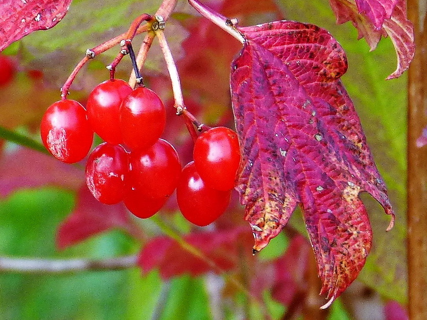 Gemeiner Schneeball - Viburnum opulus Gemeiner Schneeball - Viburnum opulus