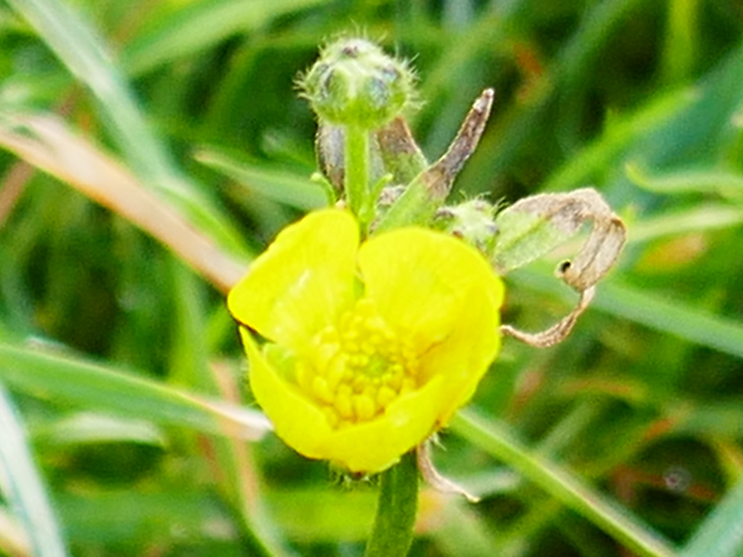 Hahnenfuß im Januar Hahnenfuß im Januar