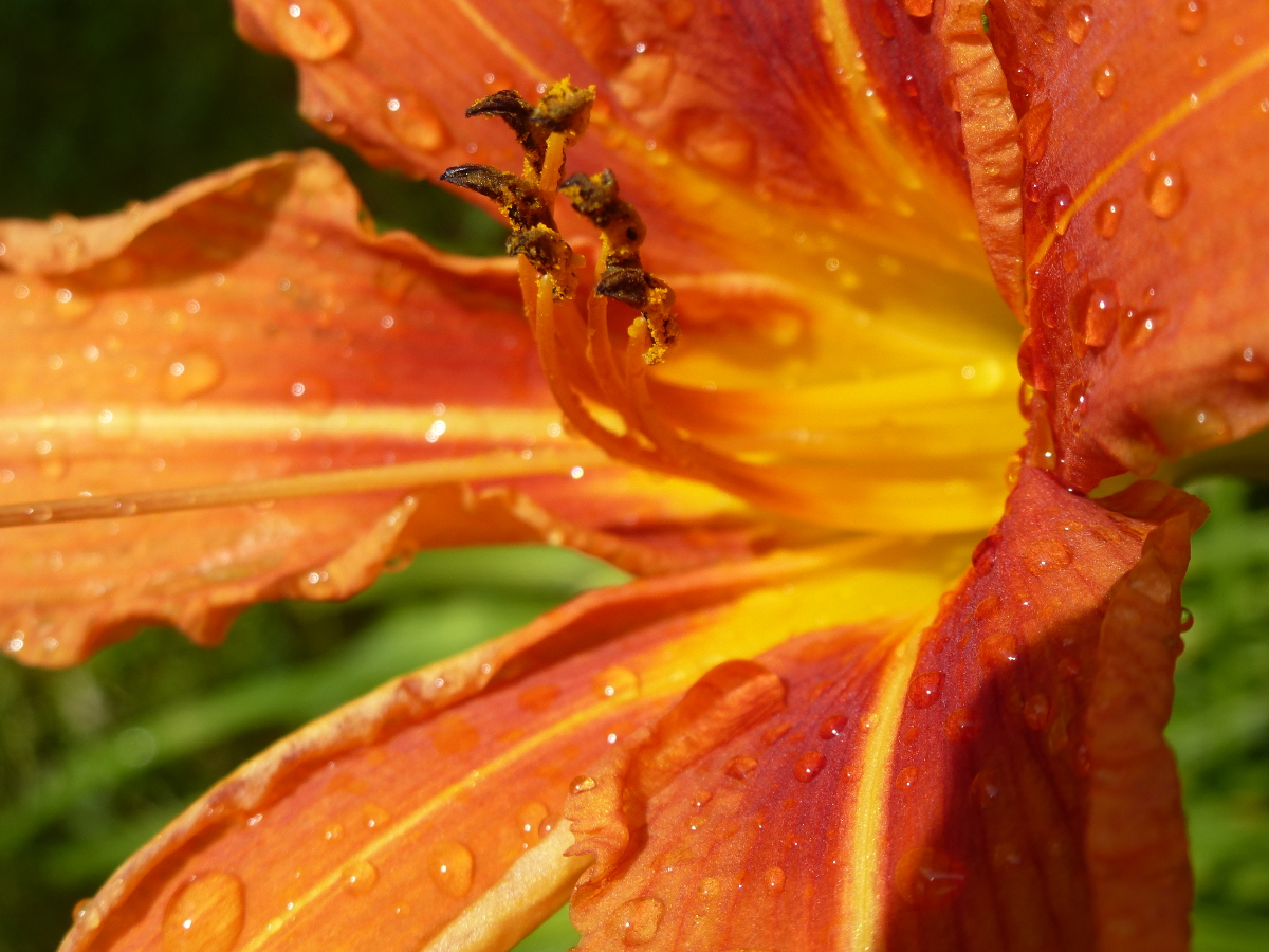 Alter Staudenschatz aus unserem Garten - Hemerocalis Alter Staudenschatz aus unserem Garten - Hemerocalis