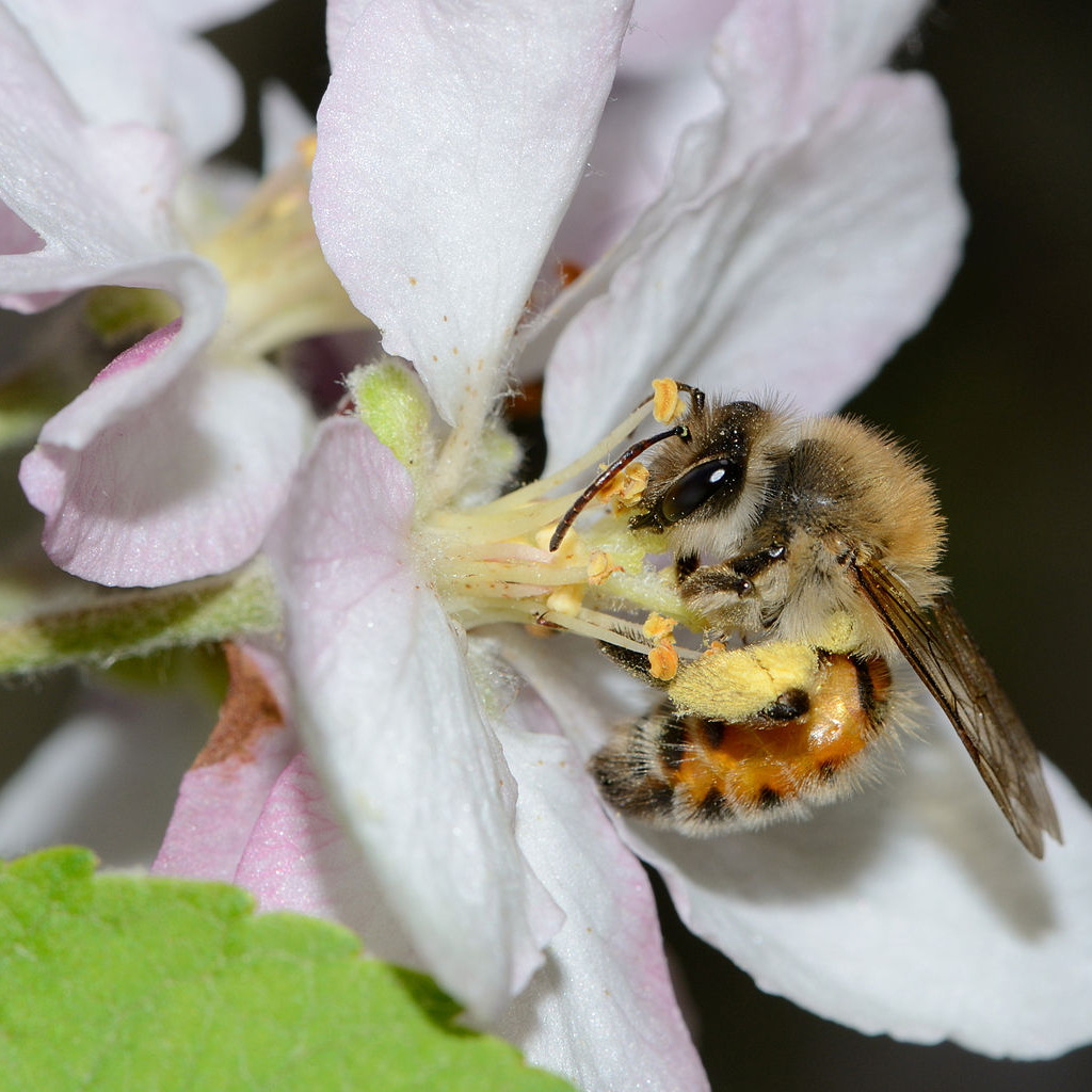 Holzapfel Zukunftsbaum Holzapfel Zukunftsbaum
