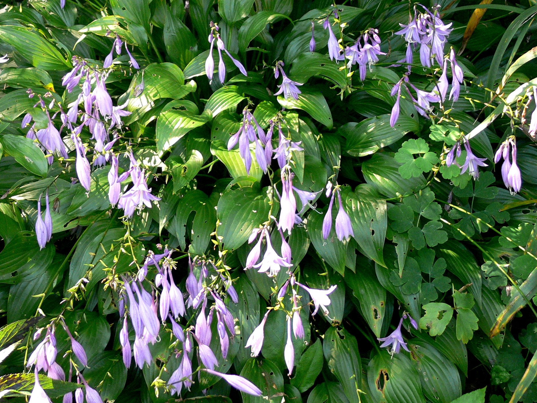 Hosta Lancifolia im Schau- und Sichtungsgarten Hermannshof Hosta Lancifolia im Schau- und Sichtungsgarten Hermannshof