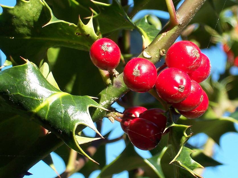 Stechpalme - Ilex aquifolium Stechpalme - Ilex aquifolium