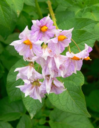 Biogarten Biogemüse Mulchgarten Permakultur Kartoffeln Biogarten Biogemüse Mulchgarten Permakultur Kartoffeln