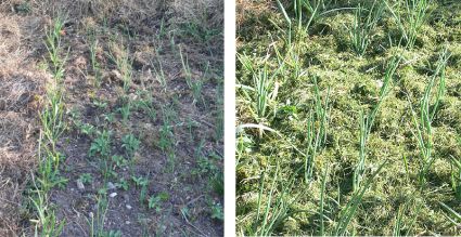 Biogarten Biogemüse Zwiebeln Mulchgarten Biogarten Biogemüse Zwiebeln Mulchgarten