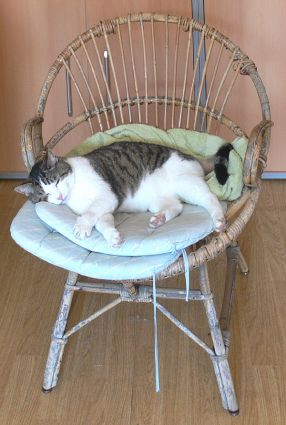 Biogarten Biogemüse Kater Mulchgarten Biogarten Biogemüse Kater Mulchgarten