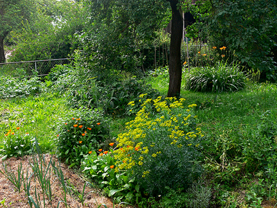 Biogarten Biogemüse Mulchgarten Biogarten Biogemüse Mulchgarten