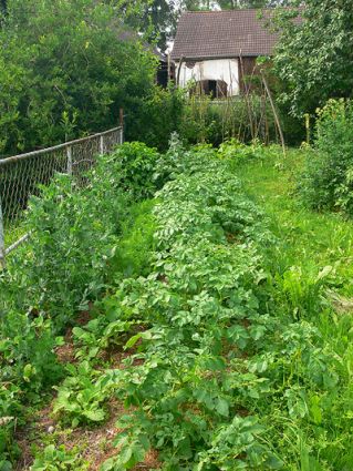 Biogarten Biogemüse Mulchgarten Biogarten Biogemüse Mulchgarten