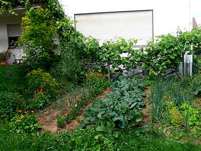 Biogarten Biogemüse Mulchgarten Biogarten Biogemüse Mulchgarten