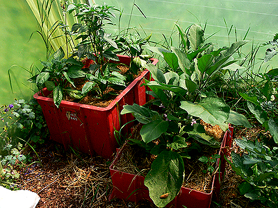Biogarten Biogemüse Mulchgarten Gewächshaus Paprika Biogarten Biogemüse Mulchgarten Gewächshaus Paprika