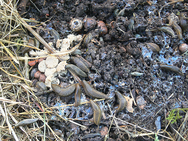 Schnecken Fangen Katzenfutter Garten