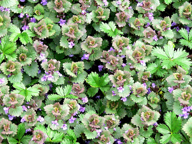 Gundermann Wildkräuter Küche