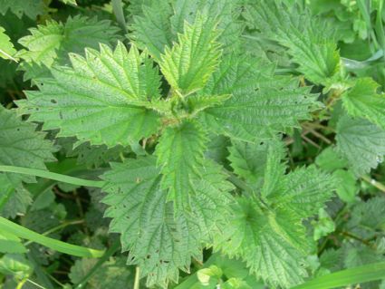 Wildkräuter Küche Garten Brennessel Wildkräuter Küche Garten Brennessel