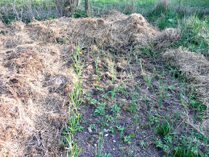 Biogarten Mulch Zwiebeln