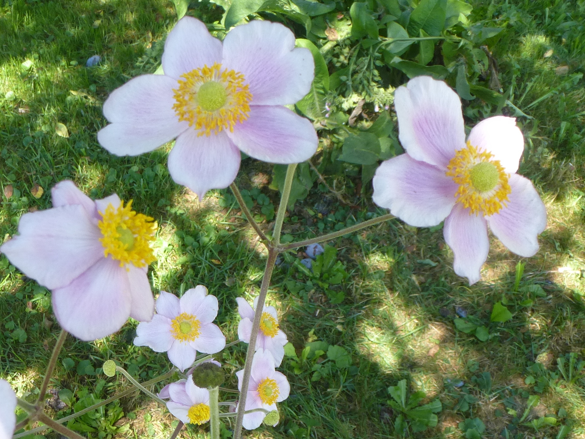 Alter Staudenschatz aus unserem Garten - Japan-Anemonde Alter Staudenschatz aus unserem Garten - Japan-Anemonde