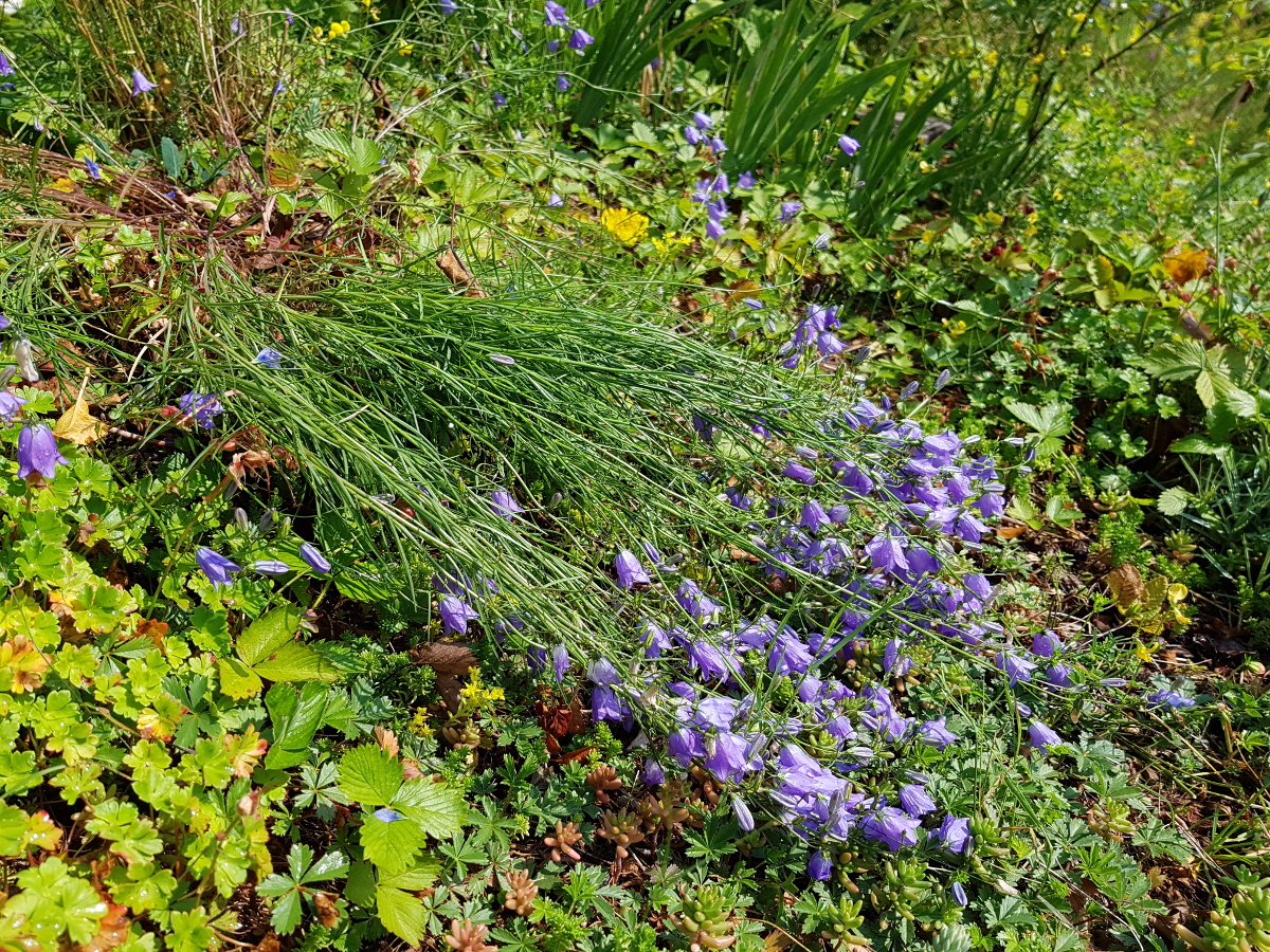 Glockenblume Campanula rotundifolia Glockenblume Campanula rotundifolia