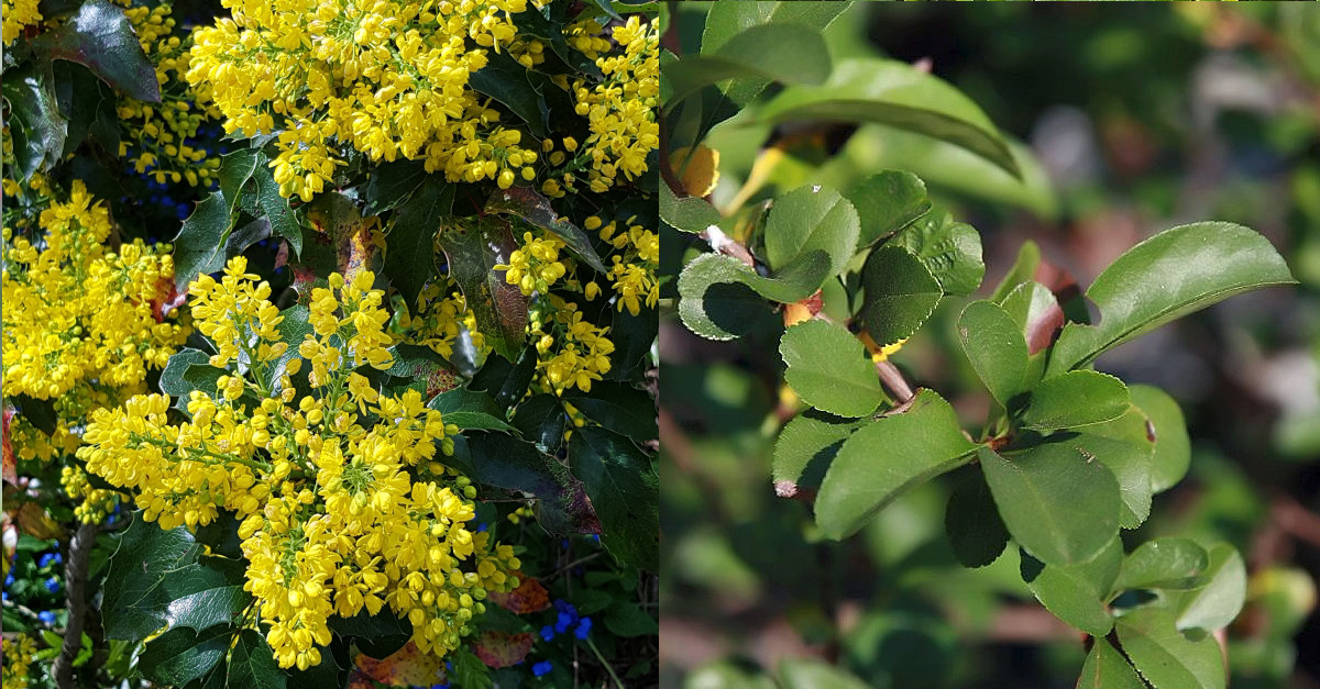 Mahonia aquifolium invasive Pflanze