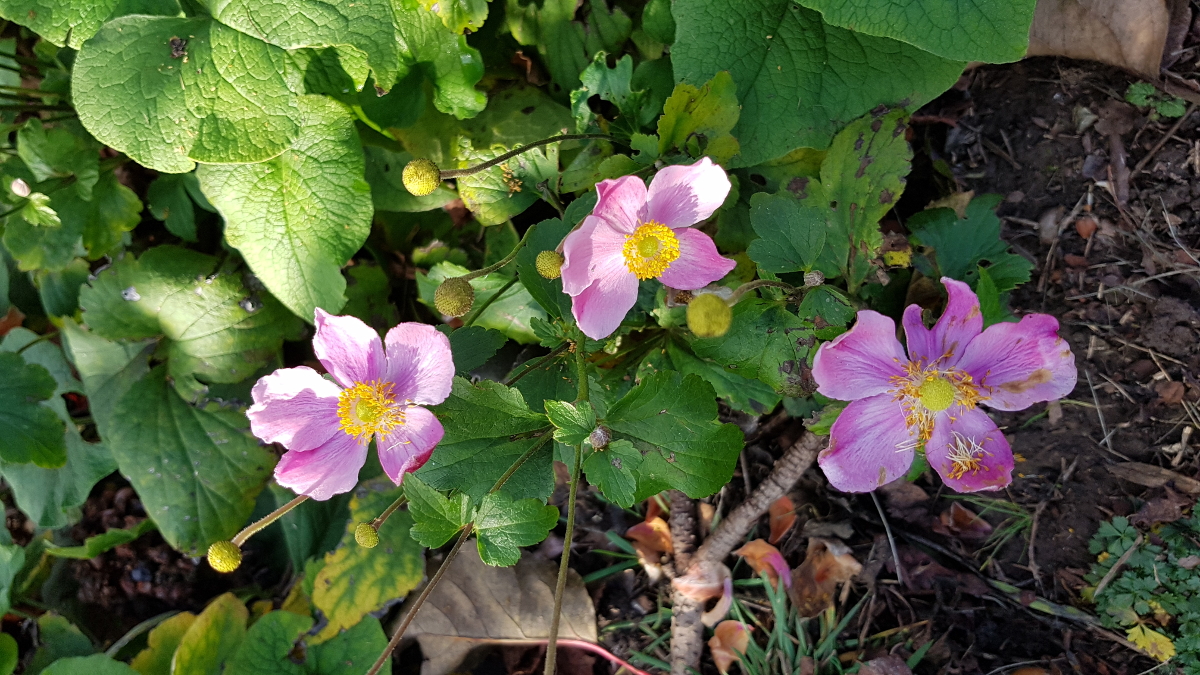 Japan-Anemone Japan-Anemone