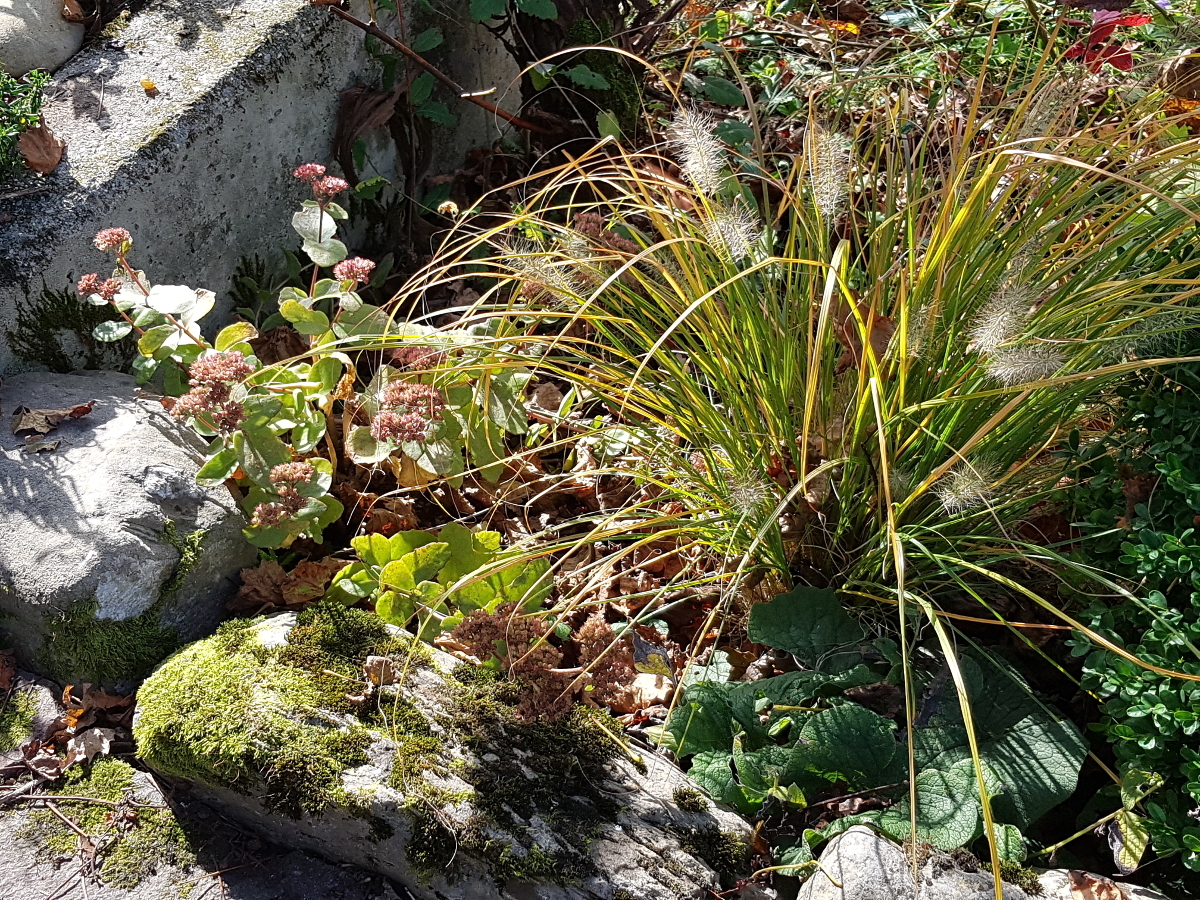 Pennisetum alopecuroides 'Hameln' und Fetthenne Pennisetum alopecuroides 'Hameln' und Fetthenne
