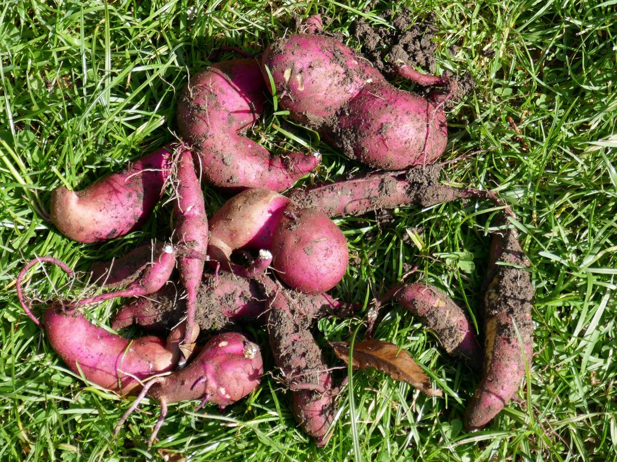 Süßkartoffel im Mulchgarten