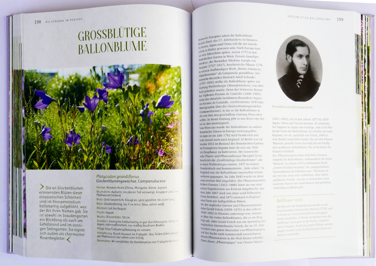 Alte Staudenschätze - Stauden-Portrait Alte Staudenschätze - Stauden-Portrait