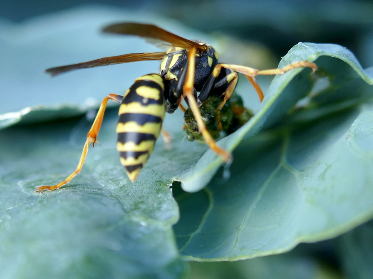 Wespe fängt Kohlweißlings-Raupe Wespe fängt Kohlweißlings-Raupe