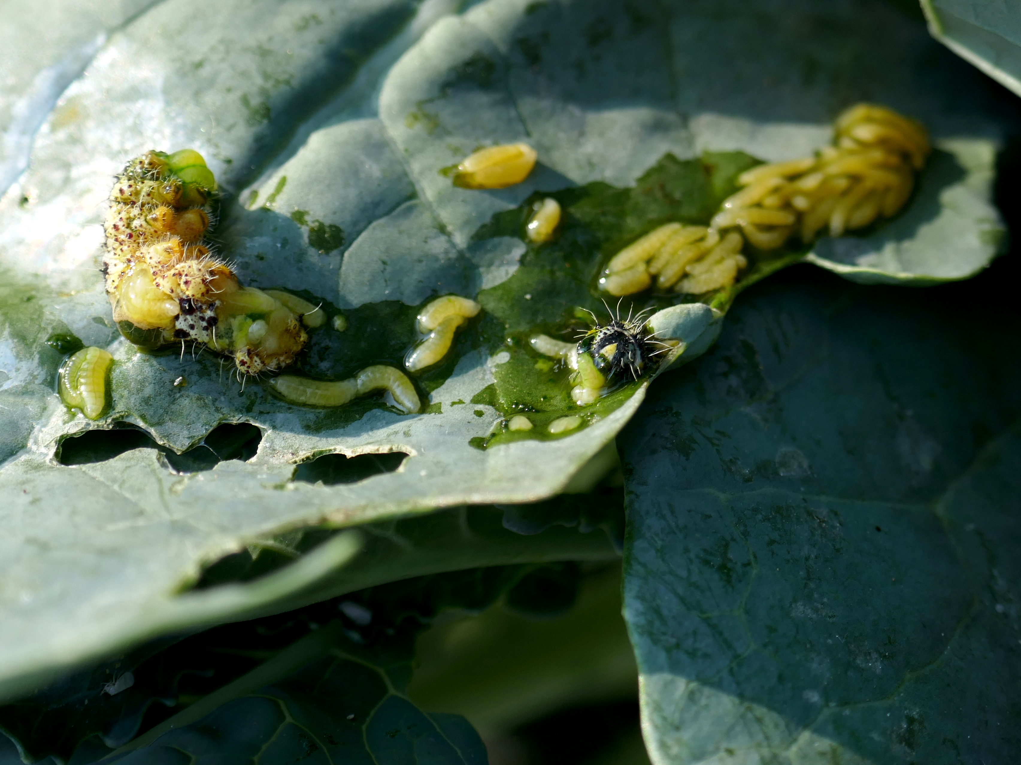 Von Wespen zerstückelte Kohlweißlings-Raupe Von Wespen zerstückelte Kohlweißlings-Raupe