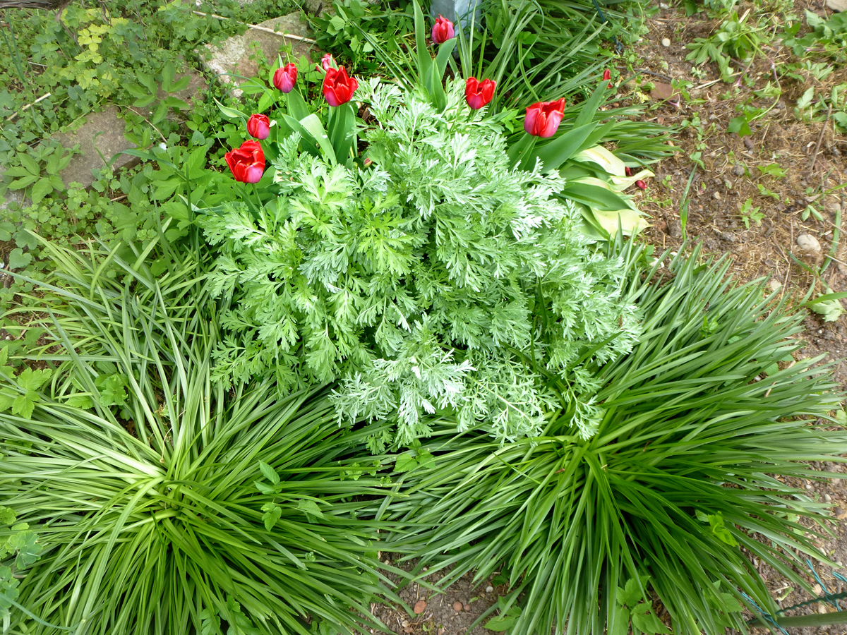 Tulpen mit silbrigem Blatt der Eberraute 2017 in Wehringen Tulpen mit silbrigem Blatt der Eberraute 2017 in Wehringen