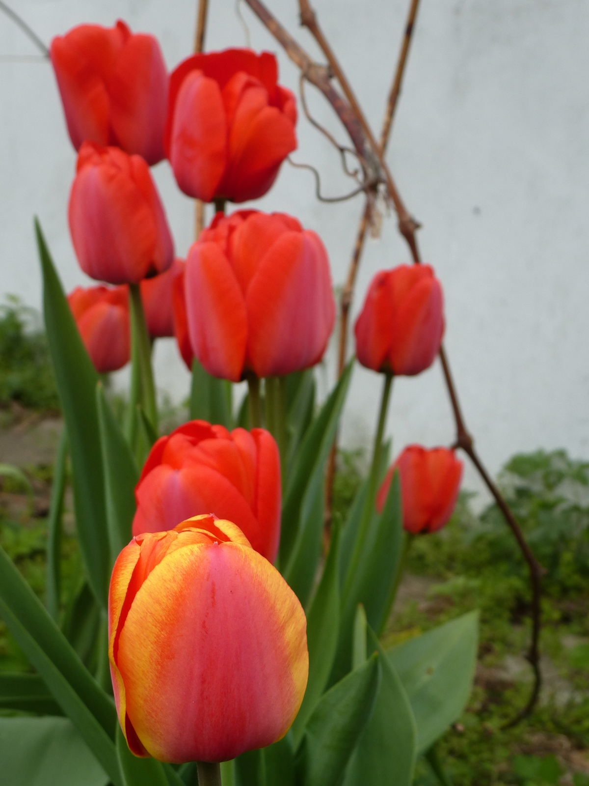 Tulpen 2017 in Wehringen Tulpen 2017 in Wehringen