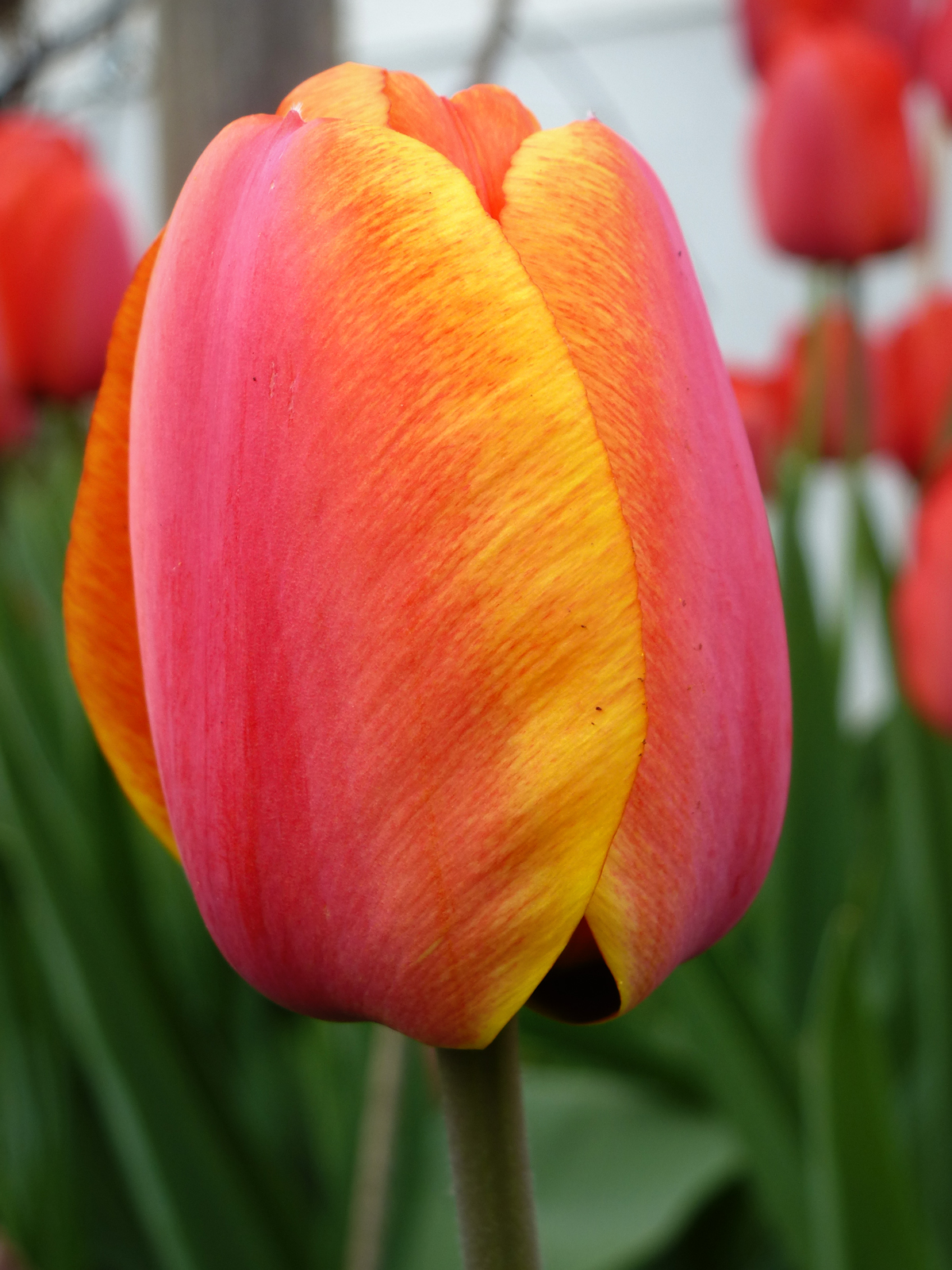 Tulpen 2017 in Wehringen Tulpen 2017 in Wehringen