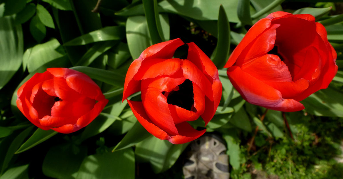 Tulpen 2017 in Wehringen Tulpen 2017 in Wehringen