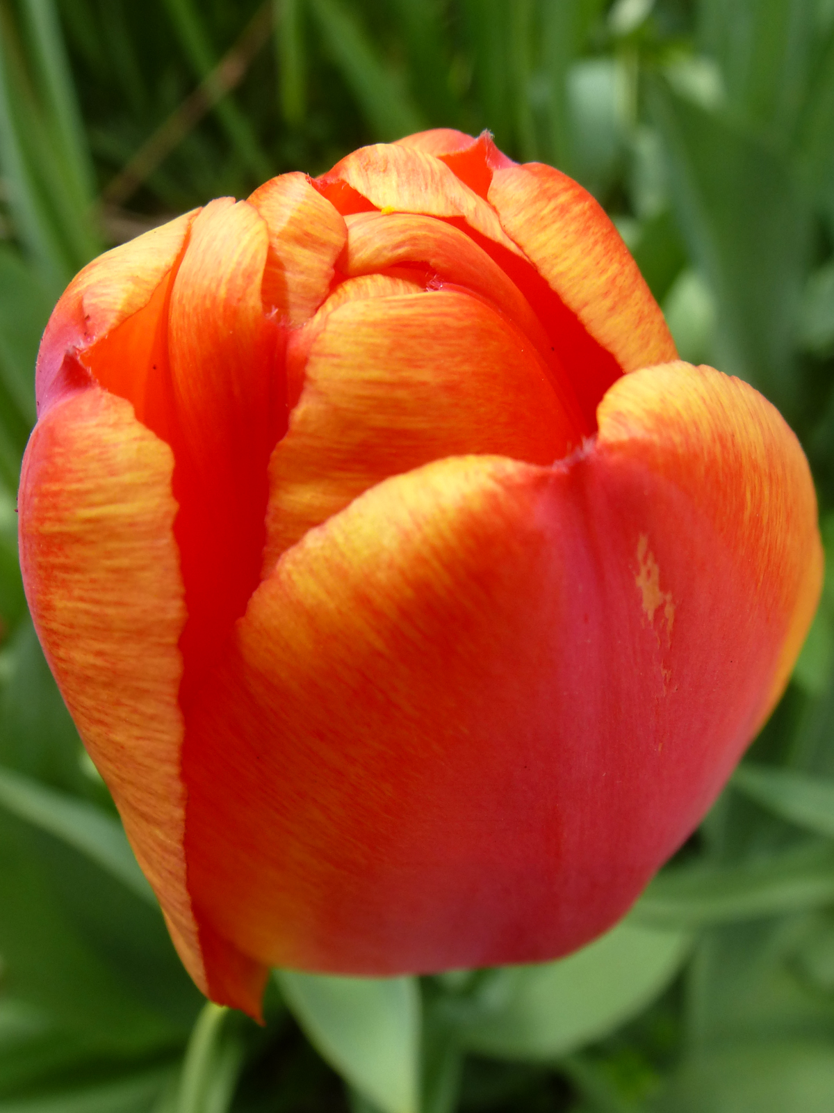 Tulpen 2017 in Wehringen
