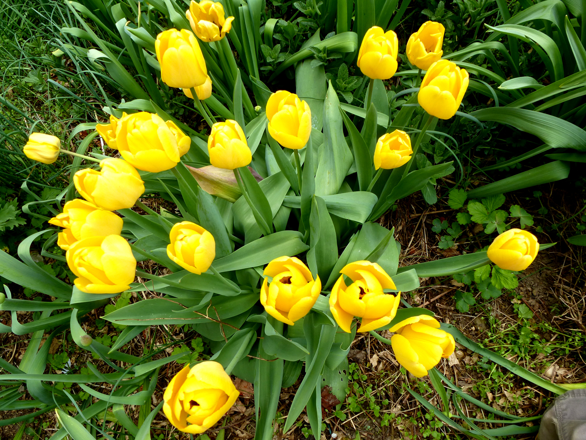 Tulpen 2017 in Wehringen Tulpen 2017 in Wehringen