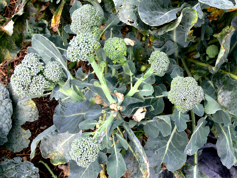 Nachtrieb vom Brokkoli aus meinem Garten