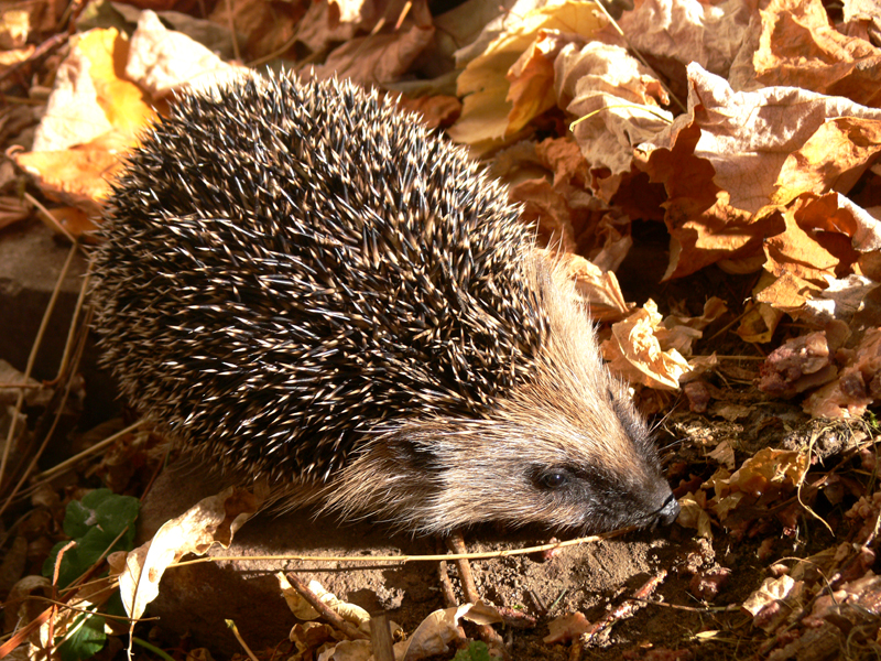 Igel im Mulchgarten Igel im Mulchgarten