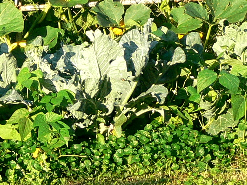 Gartengstaltung mit Gemüse Gartengstaltung mit Gemüse