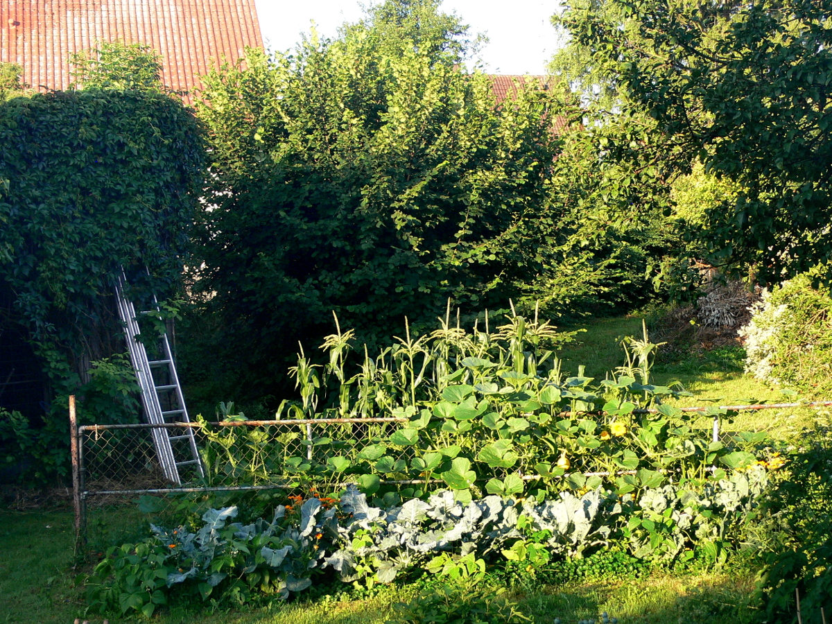 Gartengstaltung mit Gemüse Gartengstaltung mit Gemüse