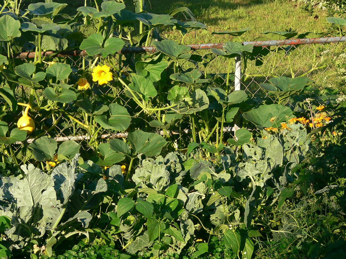 Gartengstaltung mit Gemüse - die Farben Gartengstaltung mit Gemüse - die Farben