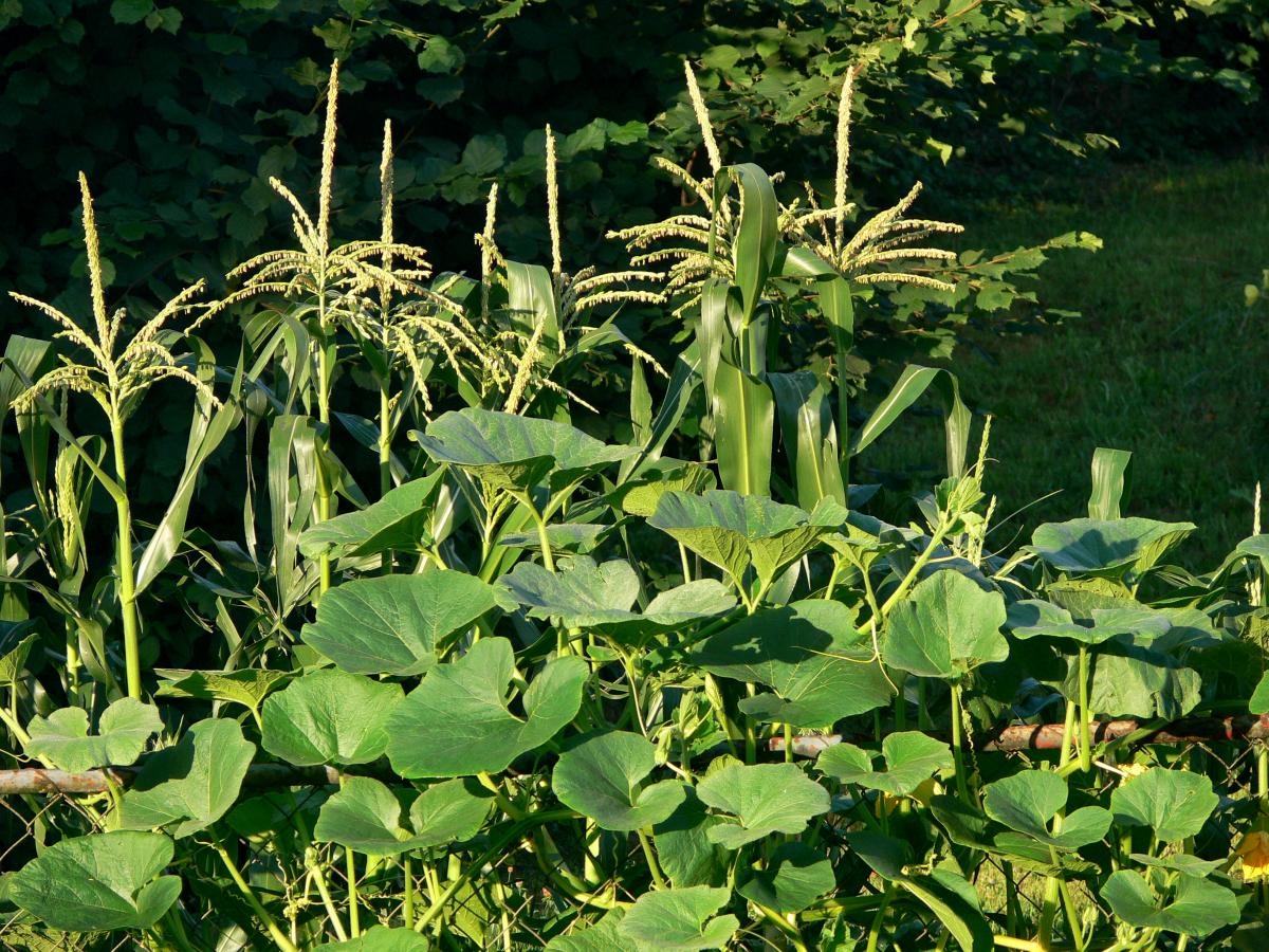 Gartengstaltung mit Gemüse Gartengstaltung mit Gemüse