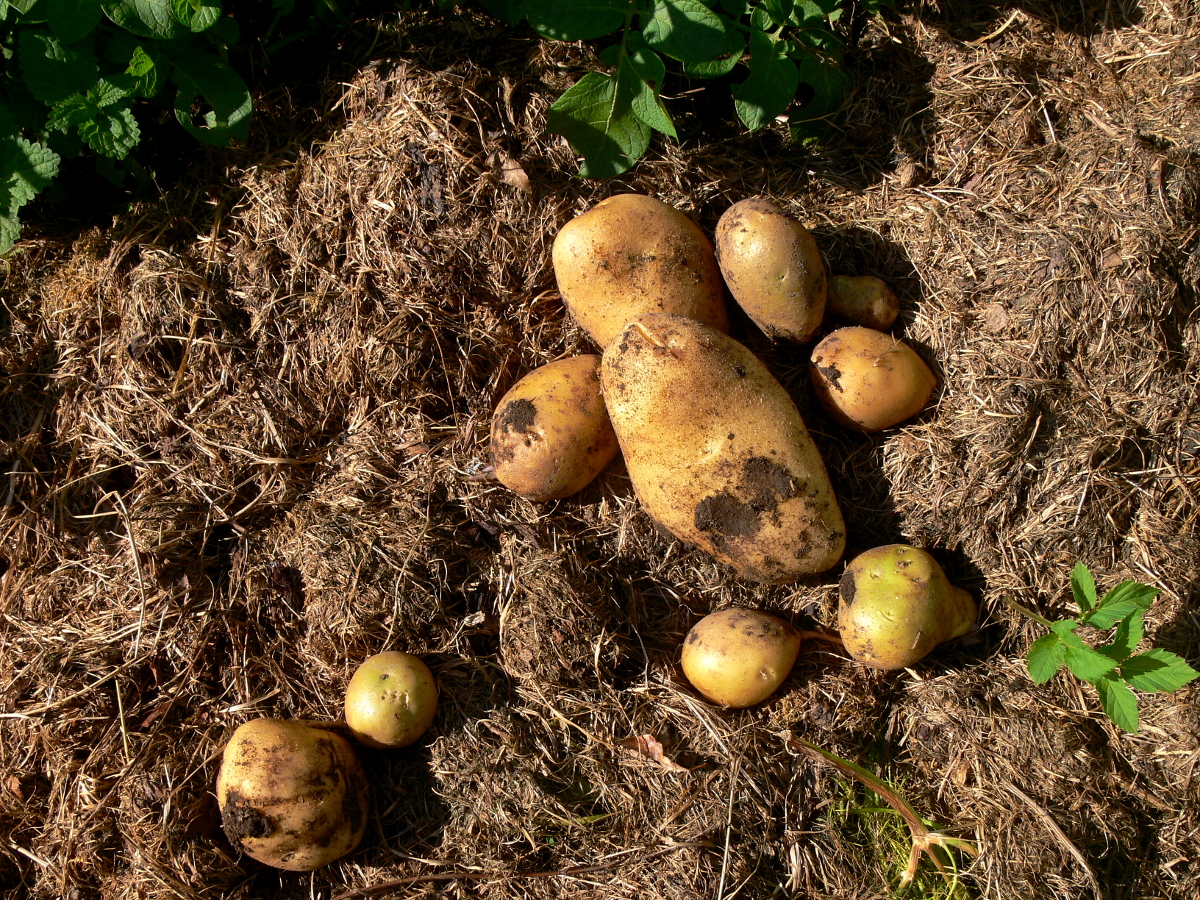 Kartoffeln nach Permakultur Methode Kartoffeln nach Permakultur Methode