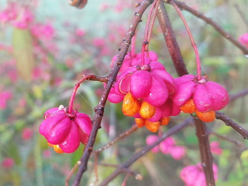 Pfaffenhütchen - Euonymus europaeus Pfaffenhütchen - Euonymus europaeus