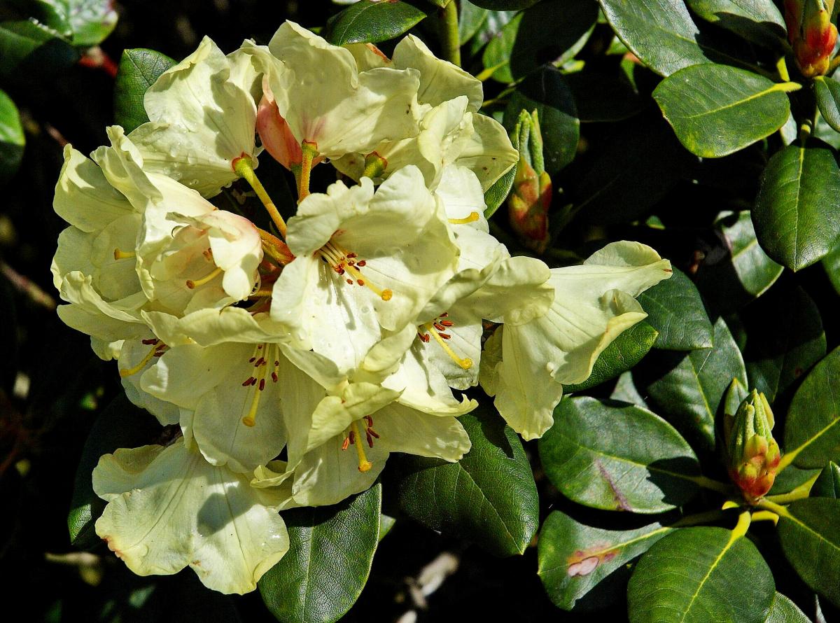 Rhododendron yakushimannum 'Flava' Rhododendron yakushimannum 'Flava'
