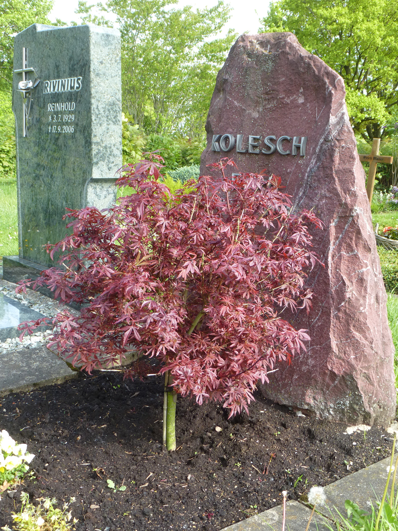 Roter Ahorn in der Grabgestaltung