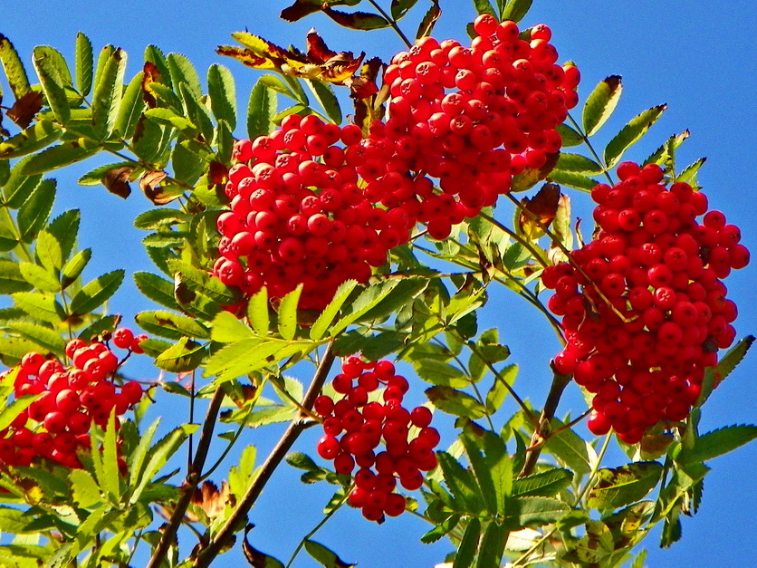 Vogelbeere - Sorbus aucuparia Vogelbeere - Sorbus aucuparia