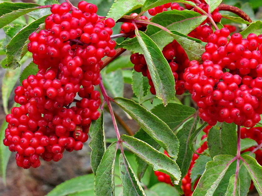 Roter Holunder - Sambucus racemosa Roter Holunder - Sambucus racemosa